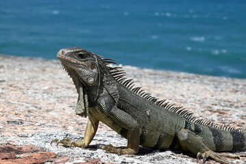 Fototapeta premium Coastal Iguana Lizard Relaxing on Rock by the Sea Shore Under Bright Sky