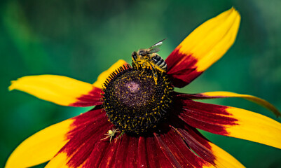 Bee On Colorful Flower Closeup: Macro Portrait Of Pollinator On Red Yellow Petals