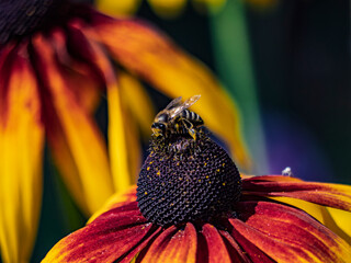 Bee On Colorful Flower Closeup: Macro Portrait Of Pollinator On Red Yellow Petals