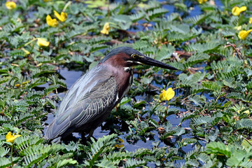 Elegant Green Heron In Wetland With Green Plants And Yellow Flowers