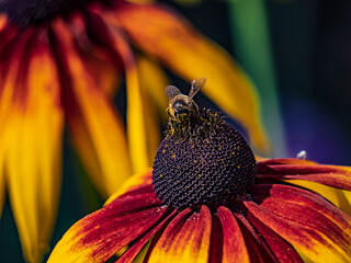 Bee On Colorful Flower Closeup: Macro Portrait Of Pollinator On Red Yellow Petals