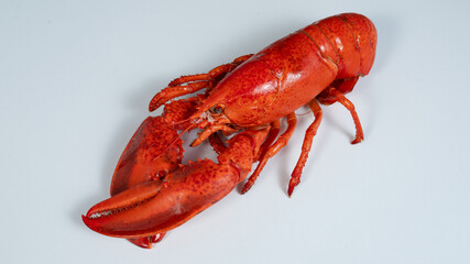 Big lobster (omar shrimp) isolated on white