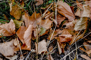 dry fallen autumn leaves lying on the ground among dry grass, symbolizing seasonal change, decay, and natural textures for background or eco design concepts.