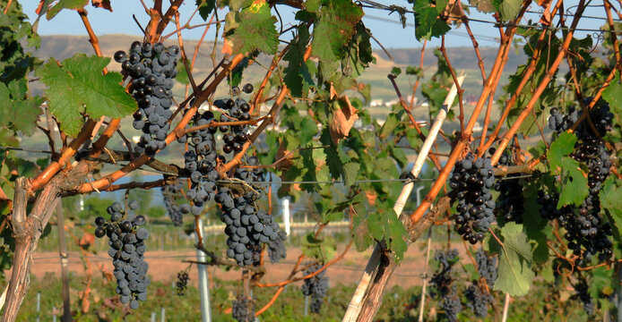 Dark blue grape clusters hanging on vineyard vines during harvest season, with blurred scenic hills in the background under warm autumn sunlight.