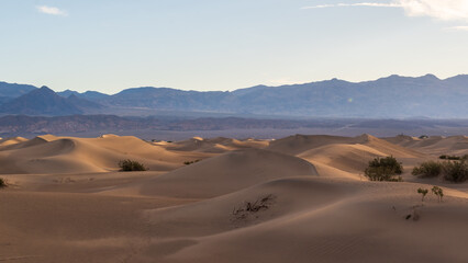 Golden Hour Light on Mesquite Flat Sand Dunes with Creosote Bushes and Distant Mountains, Death Valley National Park