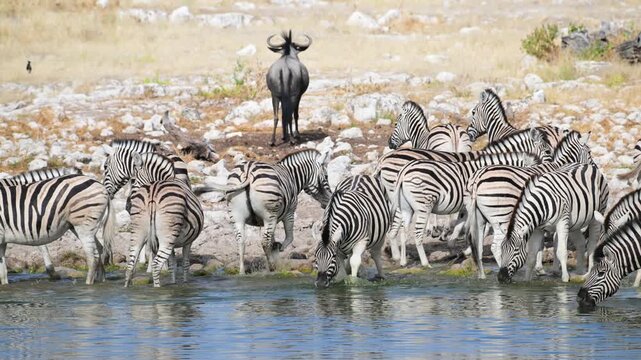 Plain zebras at waterhole,  zebras drinking from a puddle,  Equus quagga,  zebra, savannah, , Etosha, Namibia
