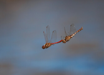 A pair of red dragonflies insects fly during the mating season together over a summer pond and dive down