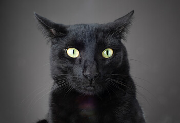 A funny and cute portrait of a black cat against a dark background, showing a surprising and expressive face with bright eyes.