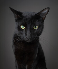 A funny and cute portrait of a black cat against a dark background, showing a surprising and expressive face with bright eyes.