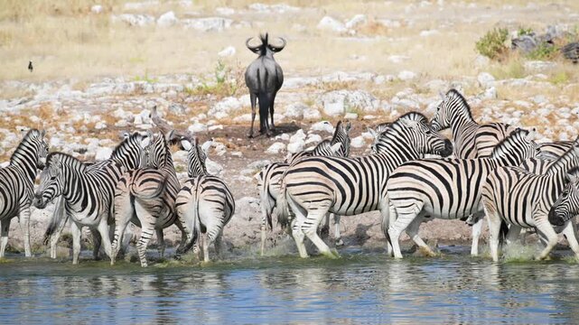 Plain zebras at waterhole,  zebras drinking from a puddle,  Equus quagga,  zebra, savannah, , Etosha, Namibia