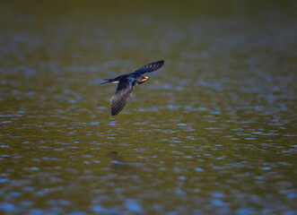 One bird barn swallow flying over a pond on a summer day with its wings spread
