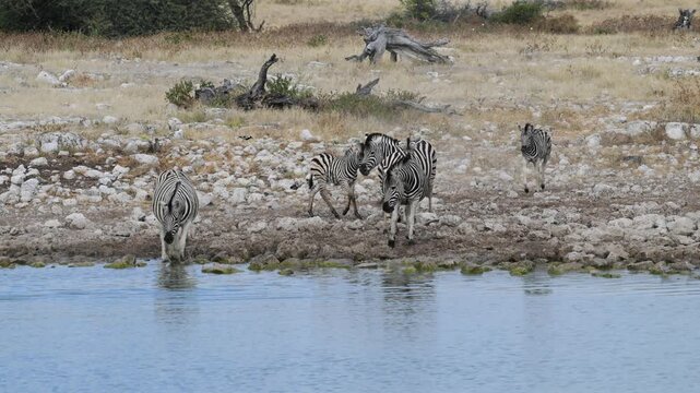 Plain zebras at waterhole,  zebras drinking from a puddle,  Equus quagga,  zebra, savannah, , Etosha, Namibia