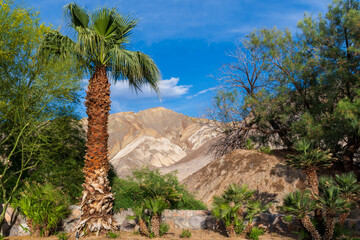 Palm Trees and Mesquite in Front of Striped Hillside Under Blue Sky, Death Valley National Park