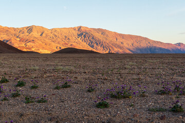 Golden Mountains at Sunset with Desert Sand-Verbena and Rocky Foreground, Death Valley National Park