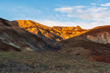 Warm-Toned Desert Mountains with Rocky Foreground, Desert Wildflowers, Death Valley National Park