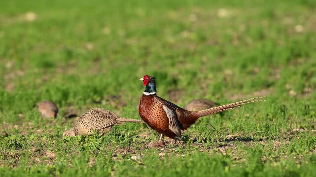 Common Pheasant Phasianus colchicus male with females feeding in the field