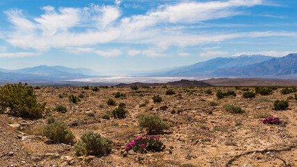 View Over the Rift Valley of Death Valley with Rocky Foreground and Desert Plants