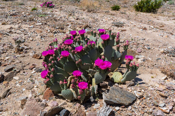 Beavertail Cactus with Magenta Flowers in Rocky Desert Terrain, Death Valley National Park