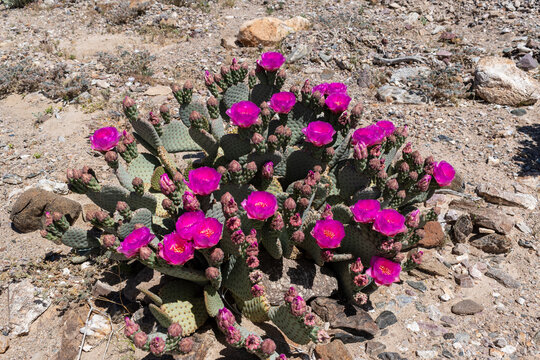 Beavertail Cactus with Magenta Flowers in Rocky Desert Terrain, Death Valley National Park