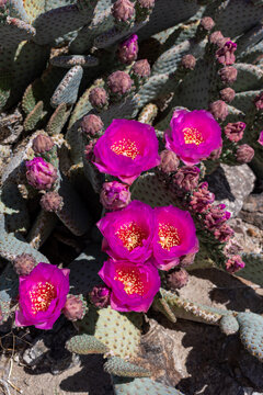 Close-Up of Beavertail Cactus with Magenta Blooms and Yellow Anthers, Death Valley National Park