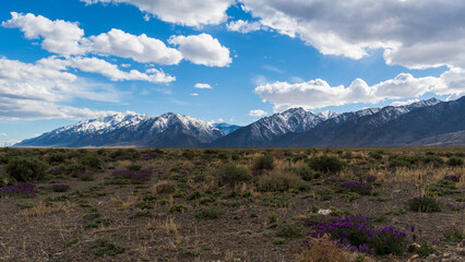 Snow-dusted Nevada mountains with desert scrub and blooming plants under partly sunny sky with puffy white clouds, photographed in April