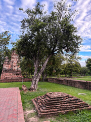 Beautiful tree in an ancient ruin park in Ayutthaya, Thailand