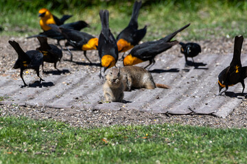 Ground squirrels and yellow-headed blackbirds feeding beneath bird feeder on green grass at Malheur National Wildlife Refuge in Oregon