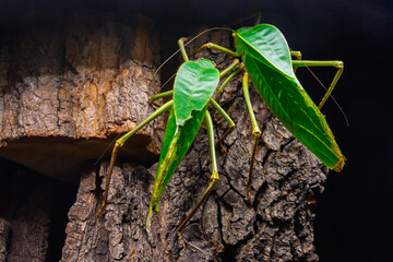 Giant hooded katydid