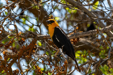Male yellow-headed blackbird at Malheur National Wildlife Refuge, perched on early spring branch with soft bokeh and sunny light