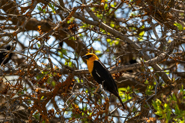 Male yellow-headed blackbird at Malheur National Wildlife Refuge, perched on early spring branch with soft bokeh and sunny light