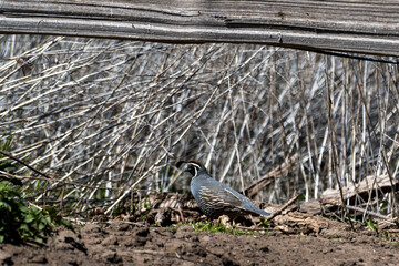 Male California quail standing on dirt ground with dried grasses in background at Malheur National Wildlife Refuge, Oregon