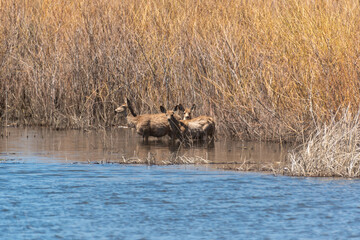 Three deer standing in water with dried grasses and shrubs in background at Malheur National Wildlife Refuge, Oregon