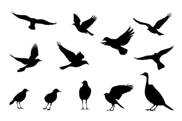 Fototapeta premium Vector bird silhouettes in motion and rest, symbol of energy and serenity.