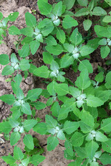 White goosefoot (Chenopodium album) grows in nature