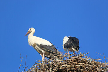 White storks in their nest