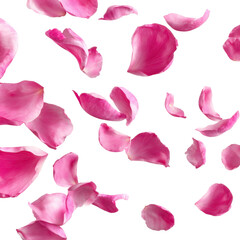 Fototapeta premium Falling Pink Petals ontransparent background for Valentines Day Concept