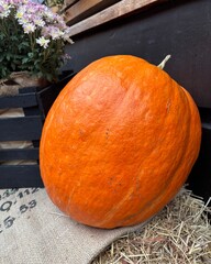 pumpkin on a wooden table