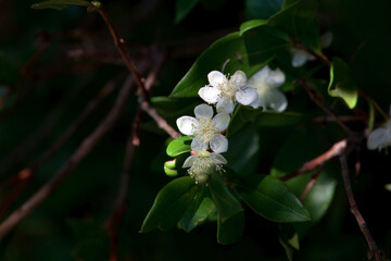 Blossom of a common myrtle, Myrtus communis