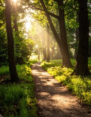 Sunbeams illuminating a pathway through a lush green forest