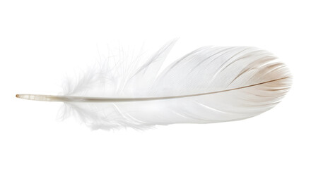 Obraz premium Close up of a single detailed white feather displaying fluffy texture, barbs, and quill. Isolated on a transparent background perfect for decorative design elements.