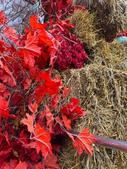 red and green leaves