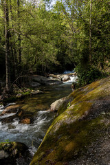 Obraz premium Yuste stream flowing through a green forest landscape