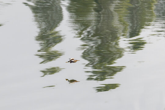 Zwergdommel im Flug &uuml;ber dem See