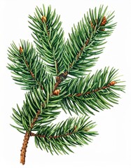 Obraz premium Watercolor Illustration of a Coniferous Spruce Branch with Short Needles on a White Background