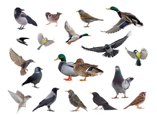 Obraz premium 10 popular birds appearing in cities isolated on white background