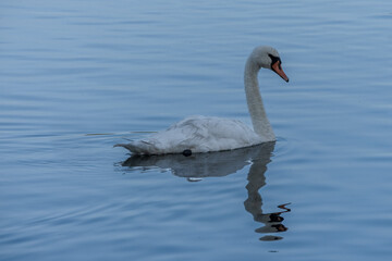 Fototapeta premium Swan on a lake in Bratagne, France