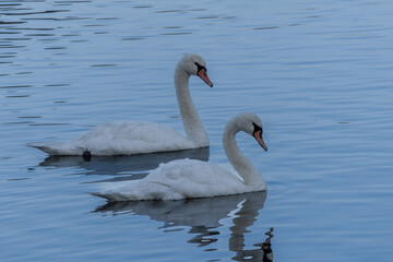 Pair of swans on a lake in Bretagne, France