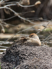 Pato Jergón Grande Descansando. 