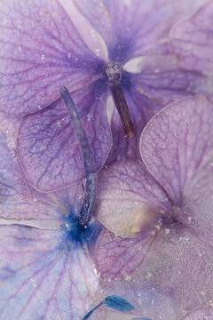 close up macro background of purple hortensia flower with water drops