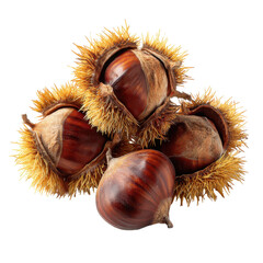 Close up of shiny chestnuts in their spiky shells ontransparent background